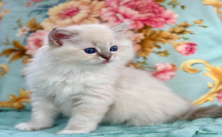 Ragdoll cats - Advert 7