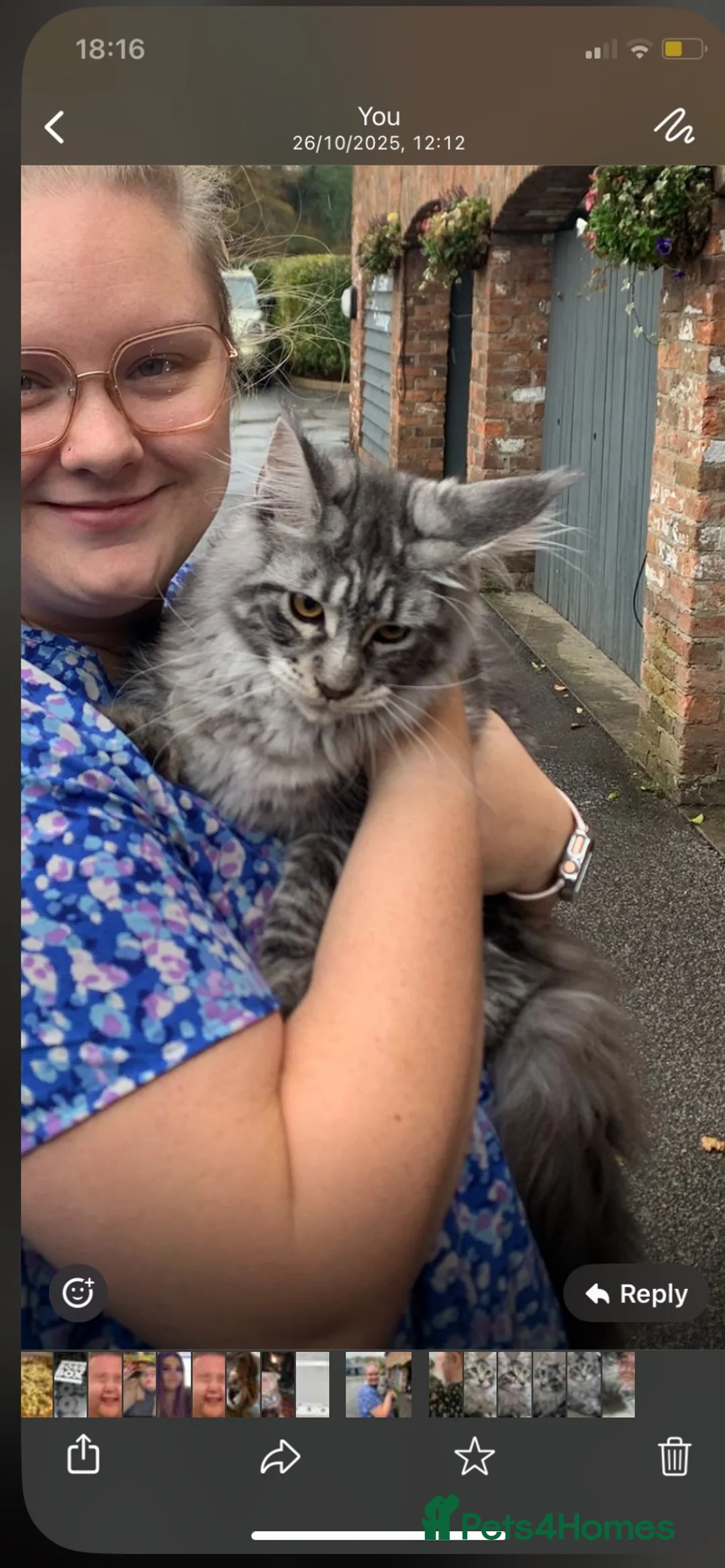 Maine Coon cats for stud: Loki the Maine coon for studding in Blackburn - Advert 3