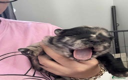 Chow Chow dogs for sale: Rare Chow chow puppies - Image 32