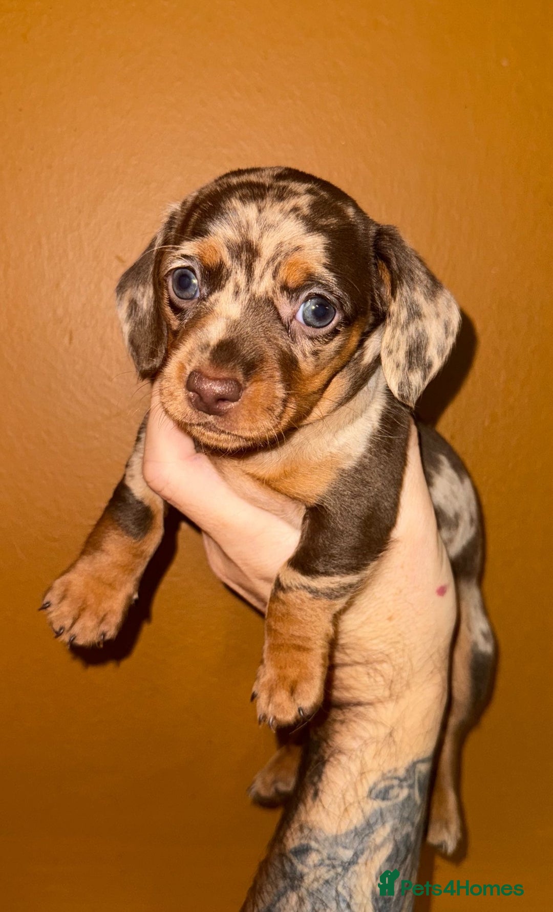 Miniature Dachshund dogs for sale: 🩵🩷Stunning KC Reg Mini Dachshunds🩵🩷 - Image 7