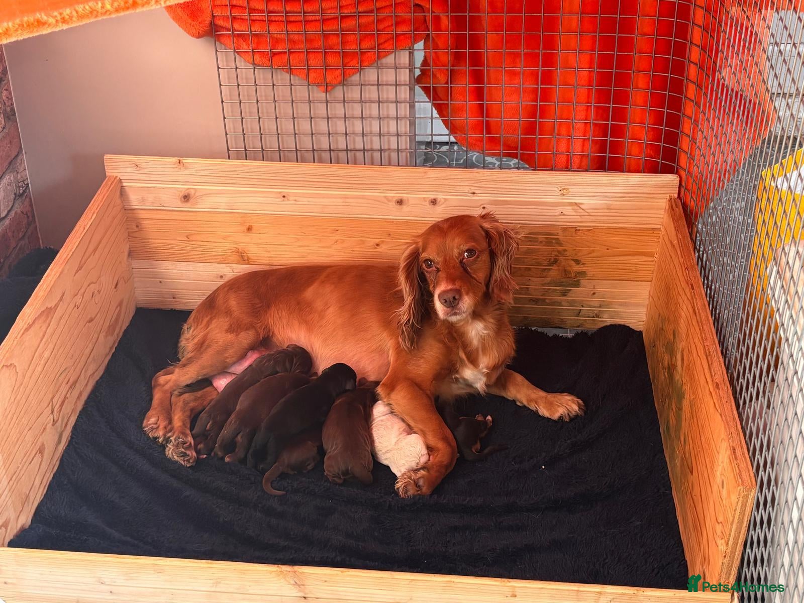 Cocker Spaniel dogs Beautiful pups - Advert 1