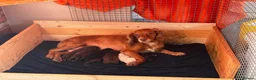 Cocker Spaniel dogs for sale: Beautiful pups in Durham - Advert 1