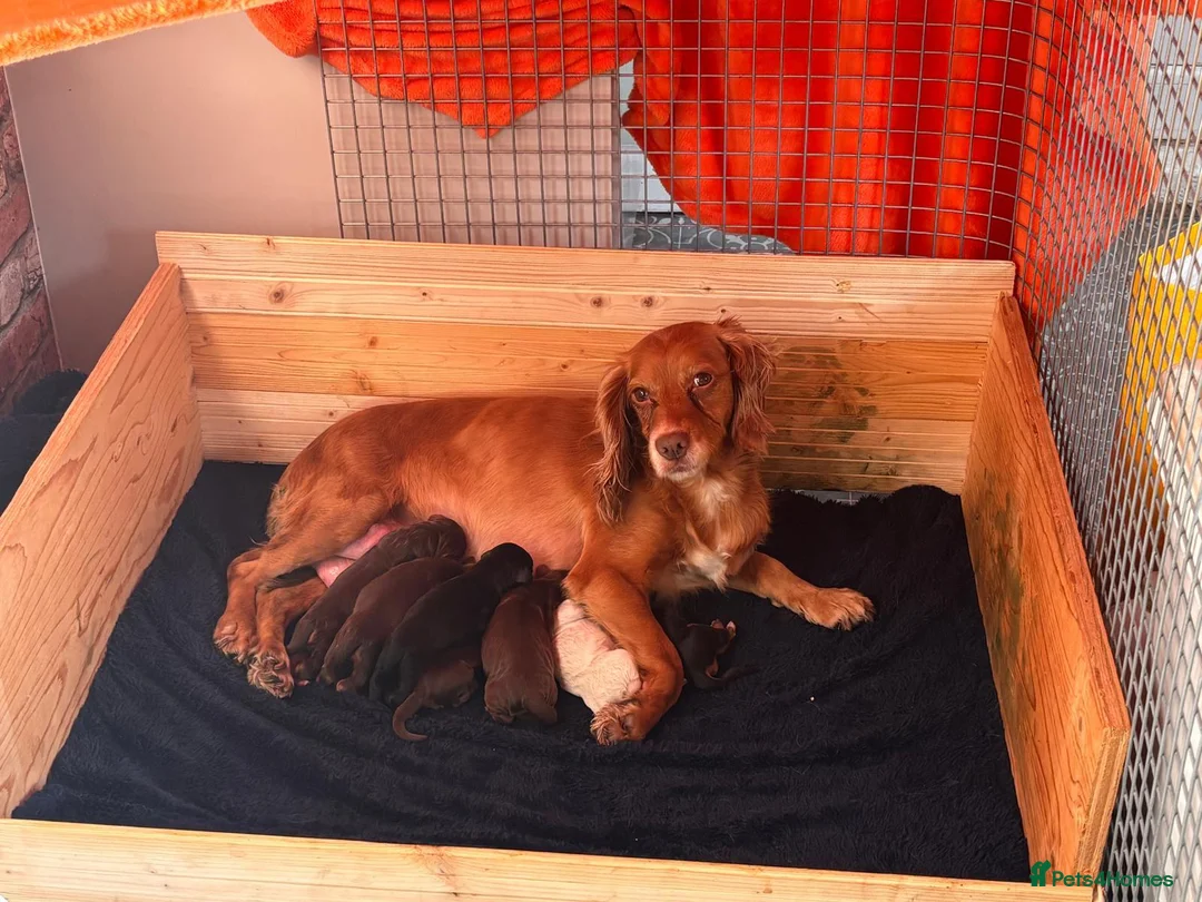 Cocker Spaniel dogs for sale: Beautiful pups in Durham - Advert 1