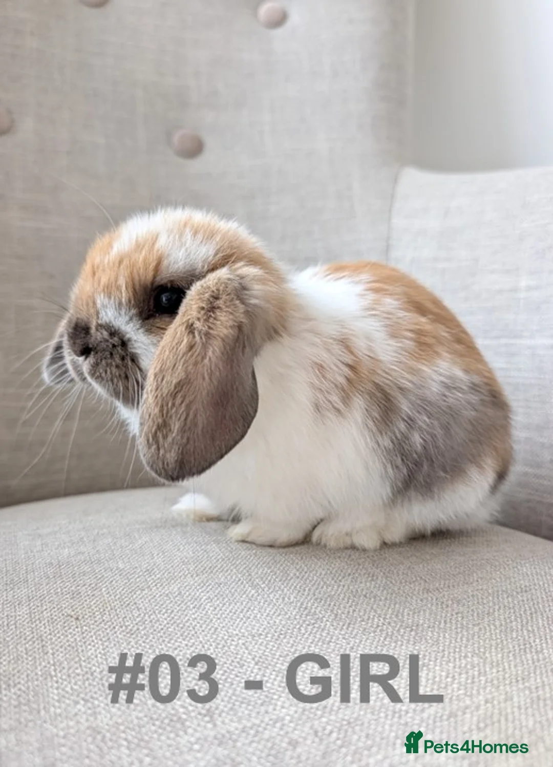 Mini Lop rabbits for sale: Exceptional Mini-Lops. Collect from: 11th May - Advert 1
