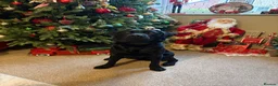 Labrador Retriever dogs for sale: Maci&Milo in Peterborough - Advert 5