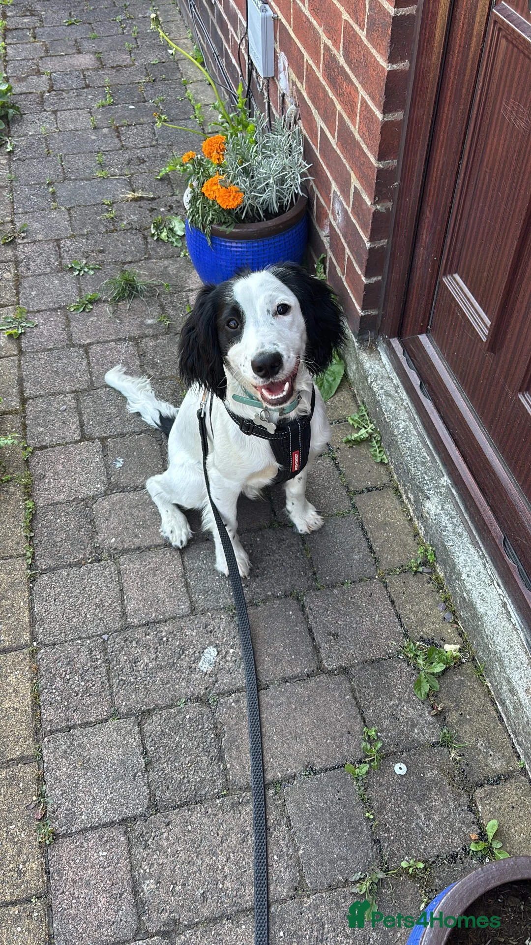Cocker Spaniel dogs for sale: Gorgeous Working Cocker Spaniel Male for Sale  in Manchester - Advert 1