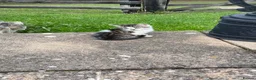 Mixed Breed cats for sale: Beautiful kittens in Durham - Advert 3
