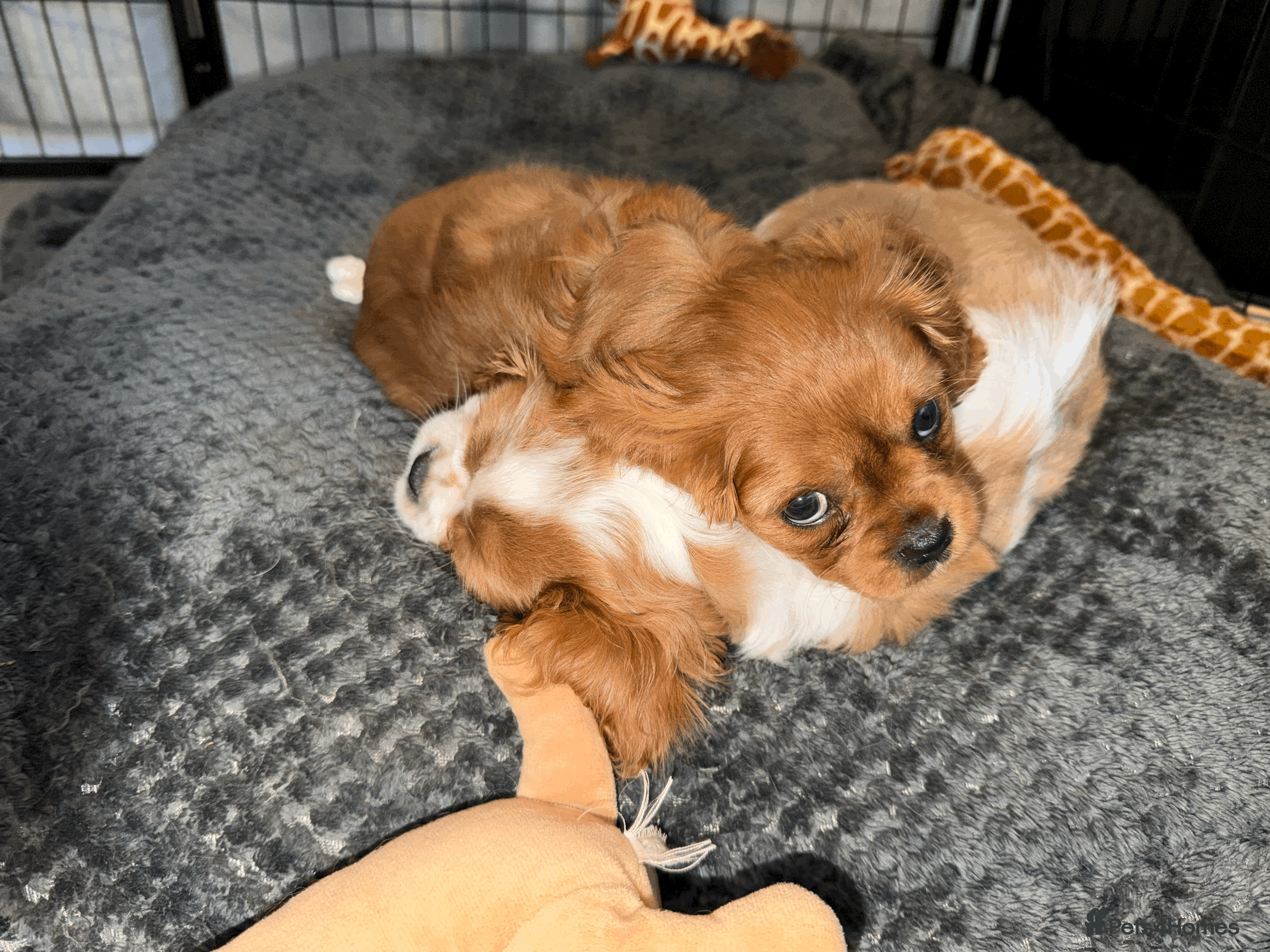 Cavalier King Charles Spaniel dogs Cavalier King Charles Spaniels Puppies for sale - Advert 4