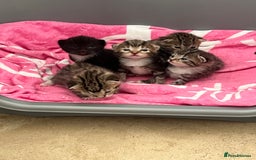 Mixed Breed cats for sale: 5 beautiful kittens for sale  - Image 2