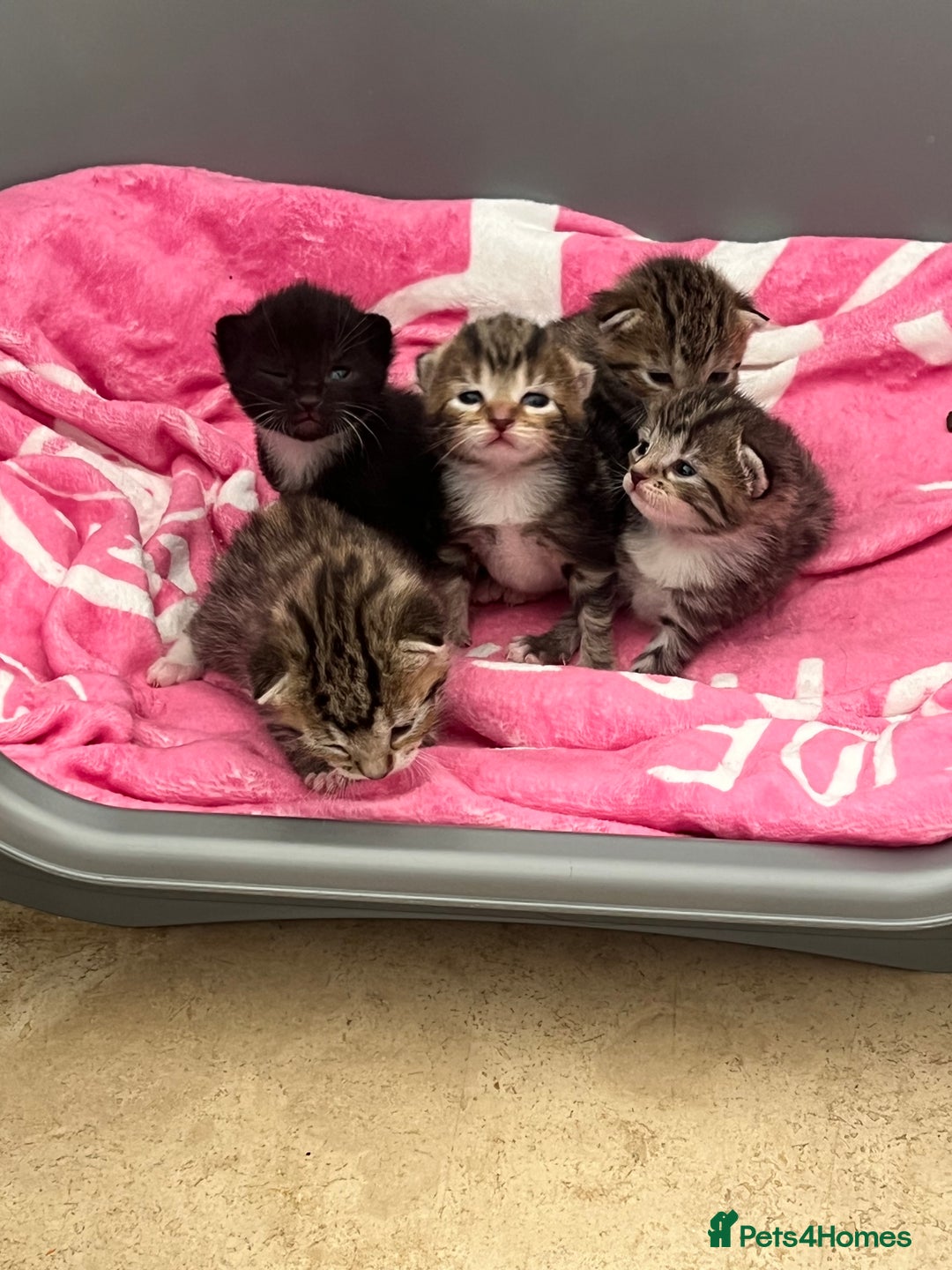 Mixed Breed cats for sale: 5 beautiful kittens for sale  - Image 2