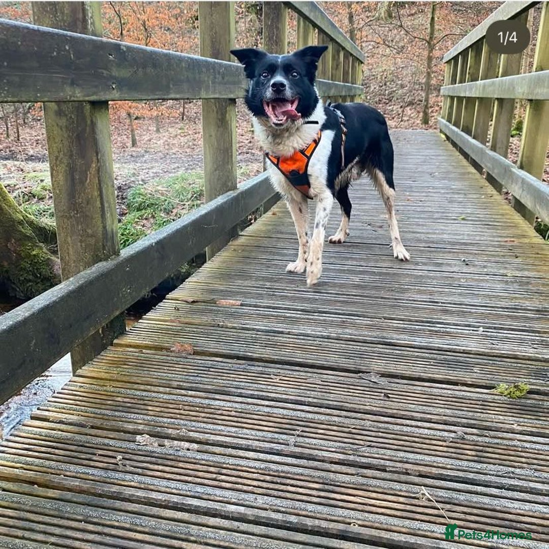 Border Collie dogs for sale: Border collie needs loving home - Advert 11