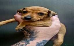 Miniature Pinscher dogs for sale: Miniature Pinscher puppies! - Image 16