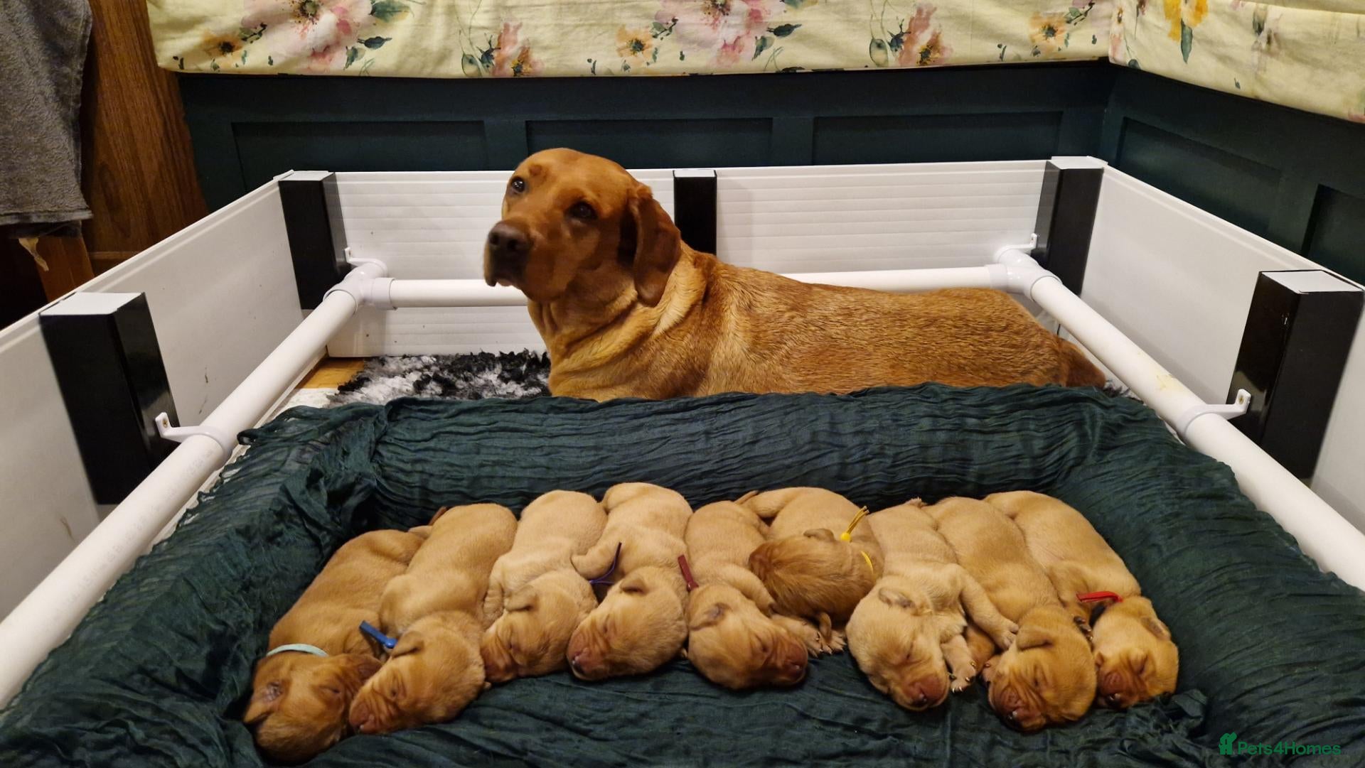 Labrador Retriever dogs Red Fox Labradors looking for forever home 🤎 - Advert 2