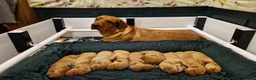 Labrador Retriever dogs for sale: Red Fox Labradors looking for forever home 🤎 - Advert 1