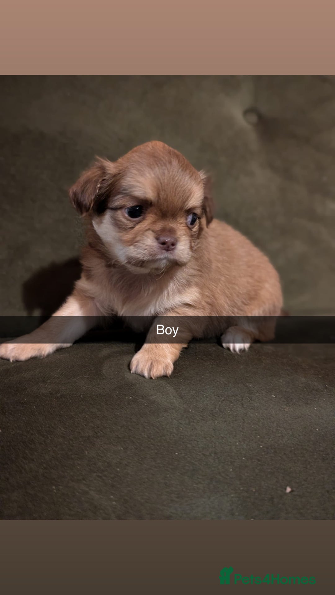 Chihuahua dogs for sale: ONLY 3 BOYS LEFT! pedigree chihuahua puppies - Advert 6