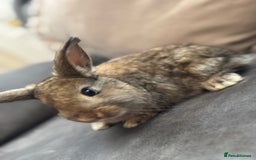 Mini Lion Lop rabbits for sale: Lion lop baby bunnies  - Image 5