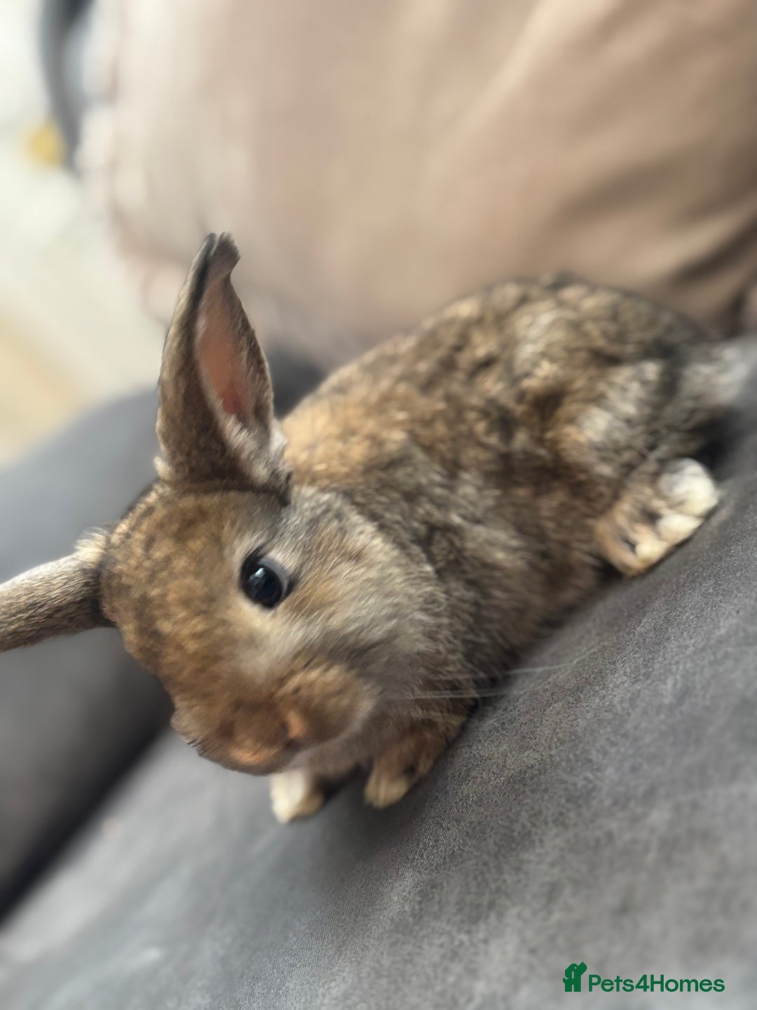 Mini Lion Lop rabbits for sale: Lion lop baby bunnies  - Image 5
