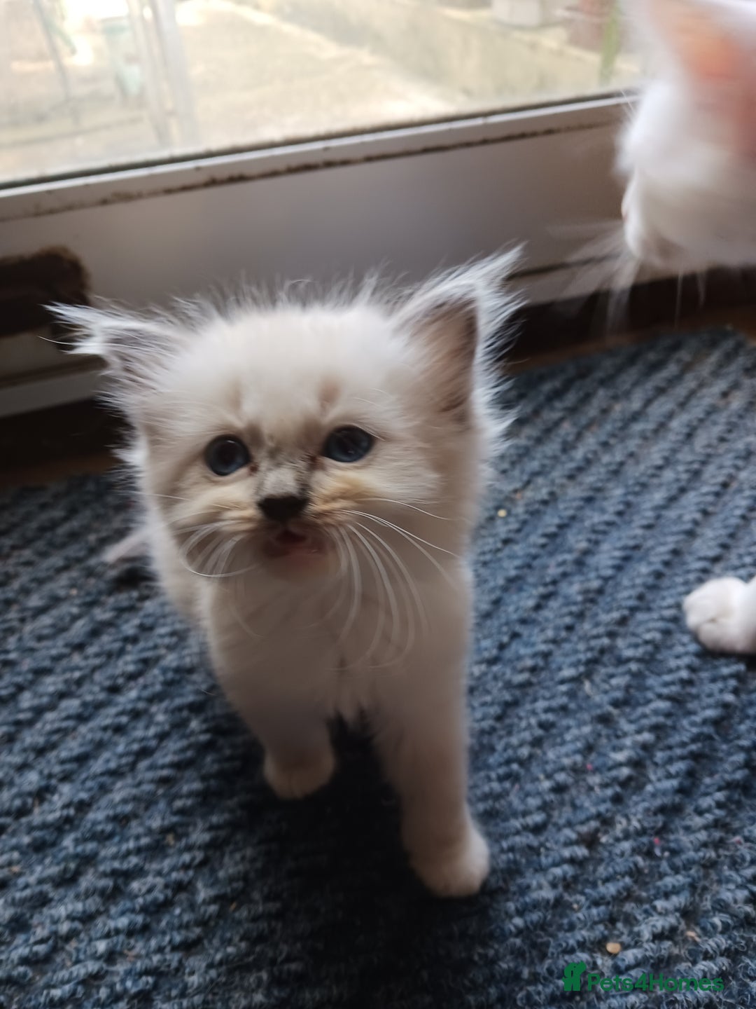 Ragdoll cats for sale: CUTE BLUE COLOUR POINT RAGDOLL KITTENS  - Image 18