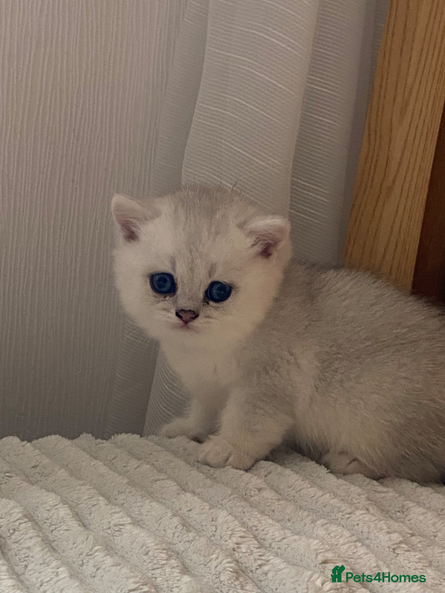British Shorthair cats for sale: British Shorthair Golden & Silver Kittens  - Advert 7