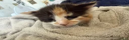 Mixed Breed cats for sale: Mixed Breed Kittens 1 M 3 F - Advert 5