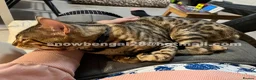 Bengal cats for sale: Bengal silverstorm and brown Rosette kittens - Advert 20