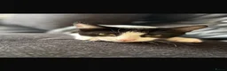 Mixed Breed cats for sale: 2 cats for sale  in Watford - Advert 4