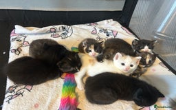 Ragdoll cats for sale: Ragdoll x Kittens ( prices vary)  - Image 11