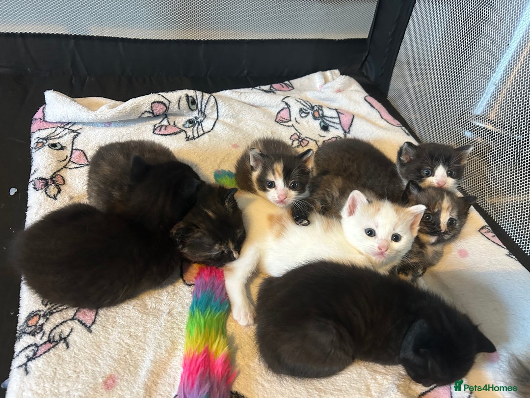 Ragdoll cats for sale: Ragdoll x Kittens ( prices vary)  - Image 11