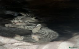 Mixed Breed cats for sale: 6 kittens looking for new homes  - Advert 8