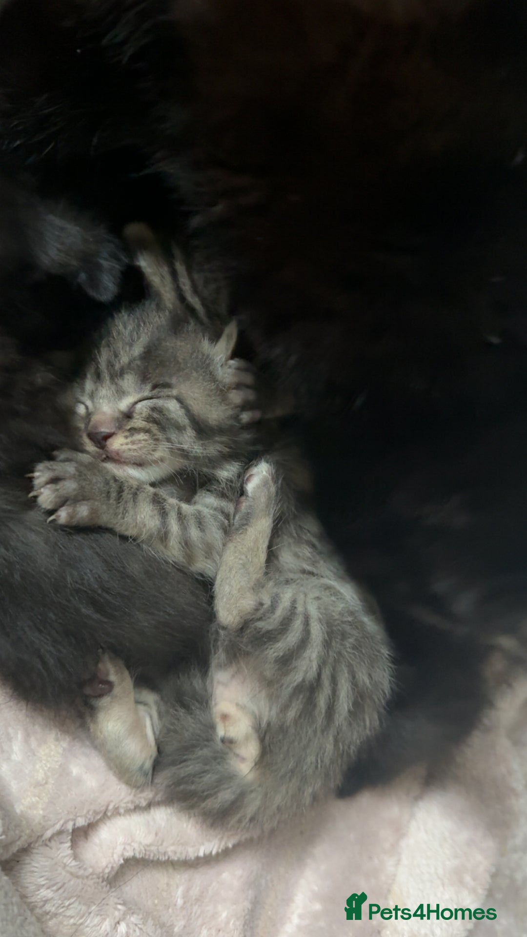 Mixed Breed cats for sale: 6 kittens looking for new homes  - Advert 8