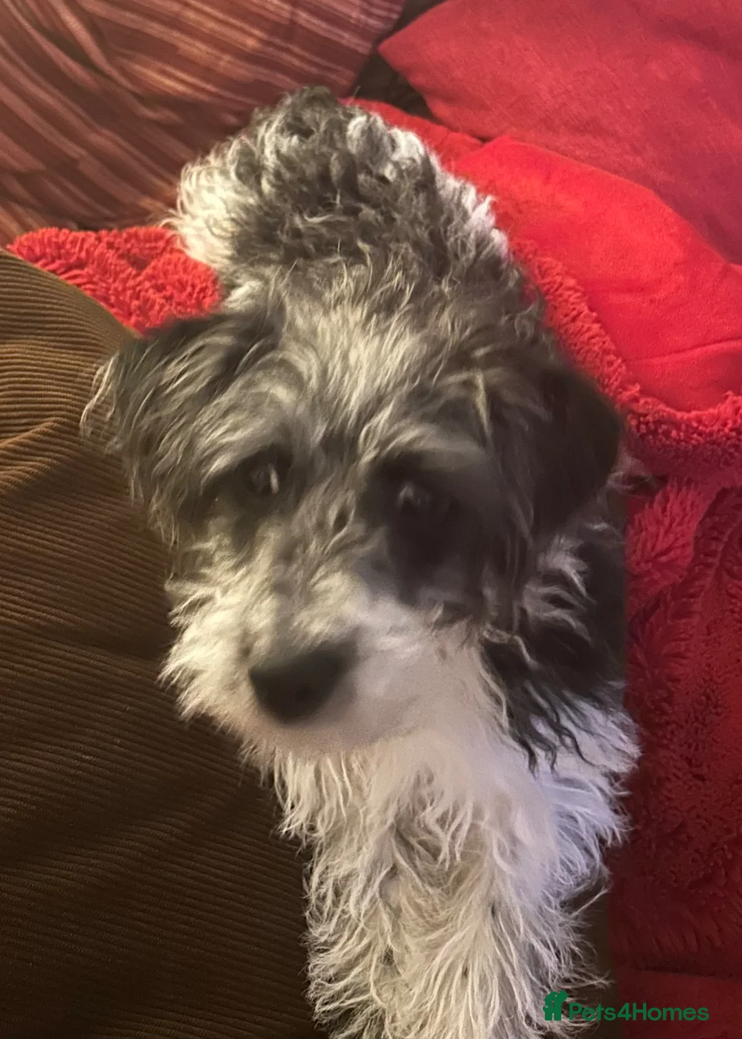 Jackapoo dogs for sale: Beautiful Pompi - Advert 2
