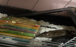 Rat rodents for sale: 3 male rats  - Image 8