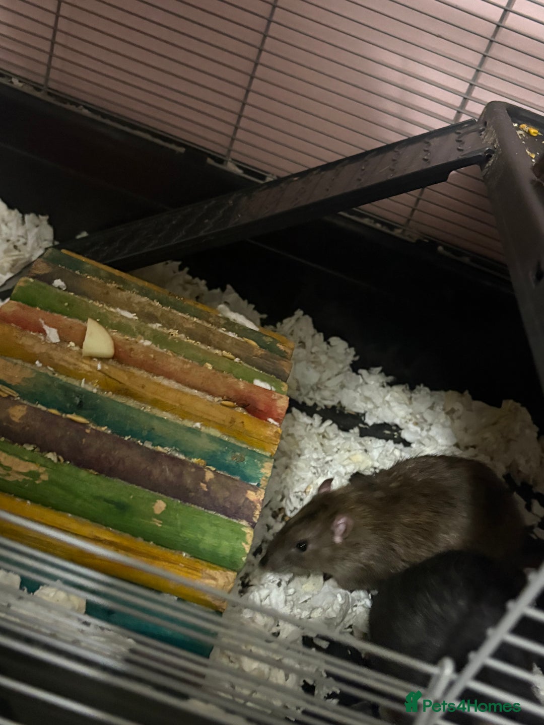 Rat rodents for sale: 3 male rats  - Image 8