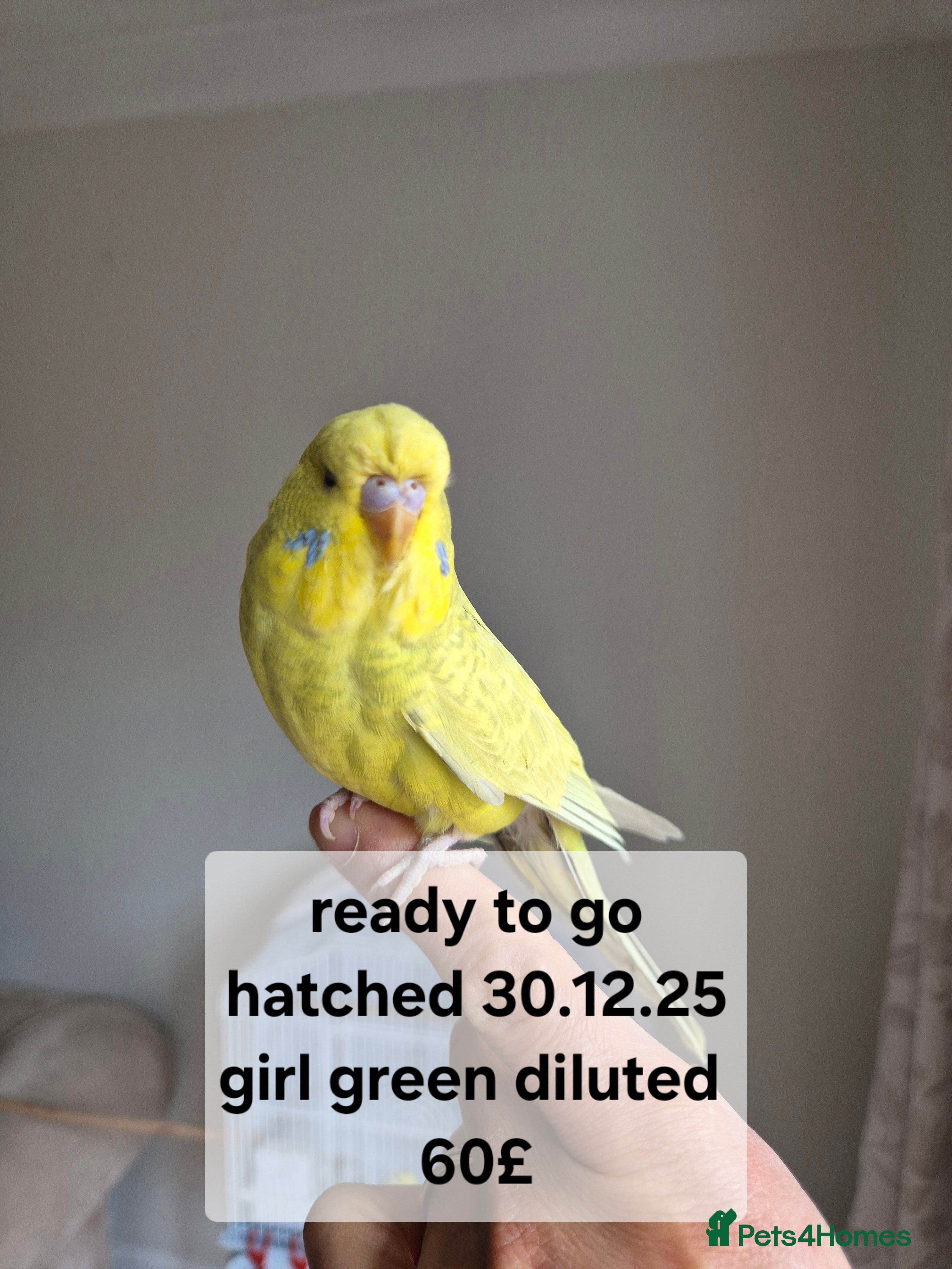Budgerigars birds  Baby hen tamed Diluted  - Advert 20