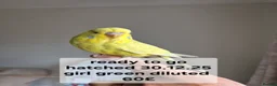 Budgerigars birds for sale:  Baby hen tamed Diluted  - Advert 1