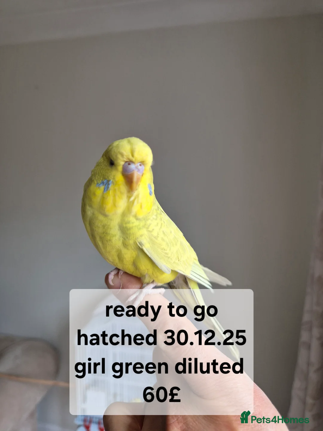 Budgerigars birds for sale:  Baby hen tamed Diluted  - Advert 1