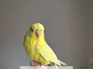 Budgerigars birds Baby hen tamed Diluted - Advert 20
