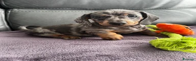 Dachshund 1