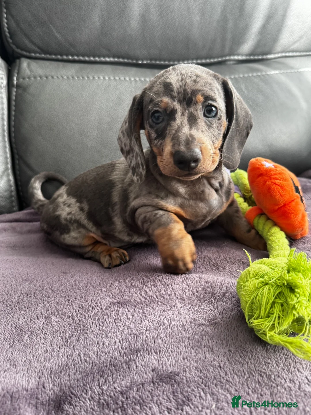Dachshund dogs for sale: Miniature dachshunds for sale - Advert 9