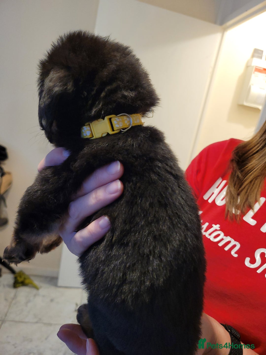Mixed Breed dogs for sale: German Shepherd X Labrador  - Image 11