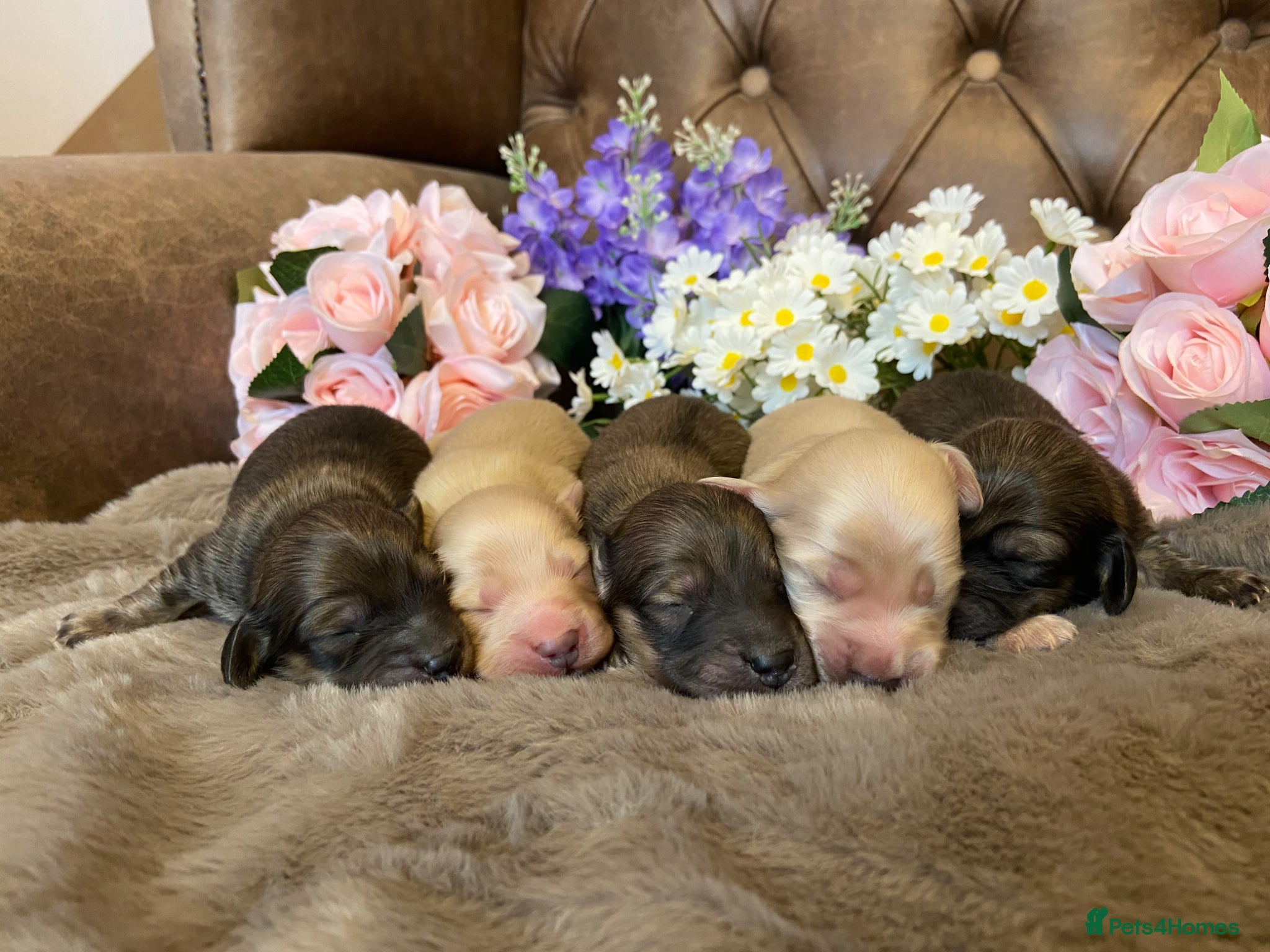 Miniature Dachshund dogs ⭐️Beautiful cream miniature dachshund puppies⭐️  - Advert 1