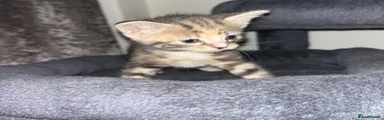 🩶 Silver Grey Tabby 
