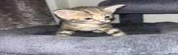 Mixed Breed cats for sale: Beautiful Domestic Shorthair Kittens  🐾 - Advert 19