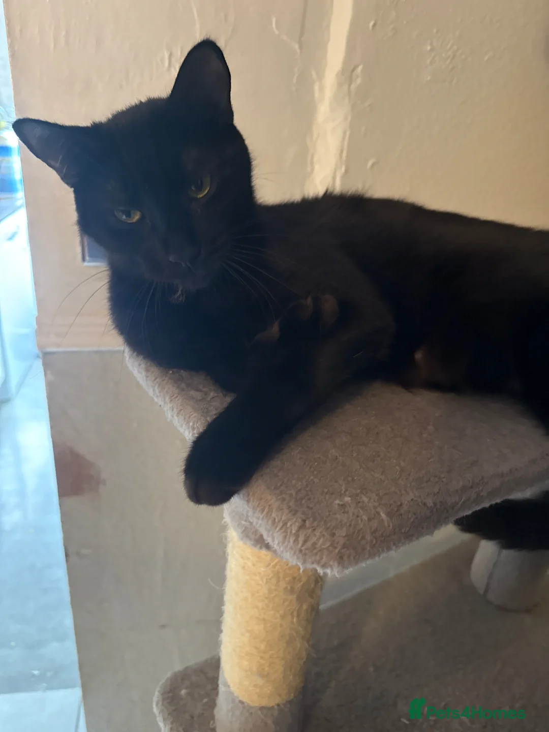 Mixed Breed cats for sale: Kitten in Heanor - Advert 1