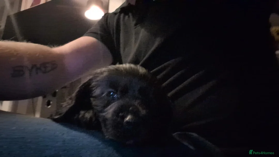 Cocker Spaniel dogs for sale: Female cocker pupp - Advert 2