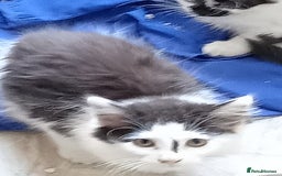 British Longhair cats for sale: two british longhair kittens - Image 2