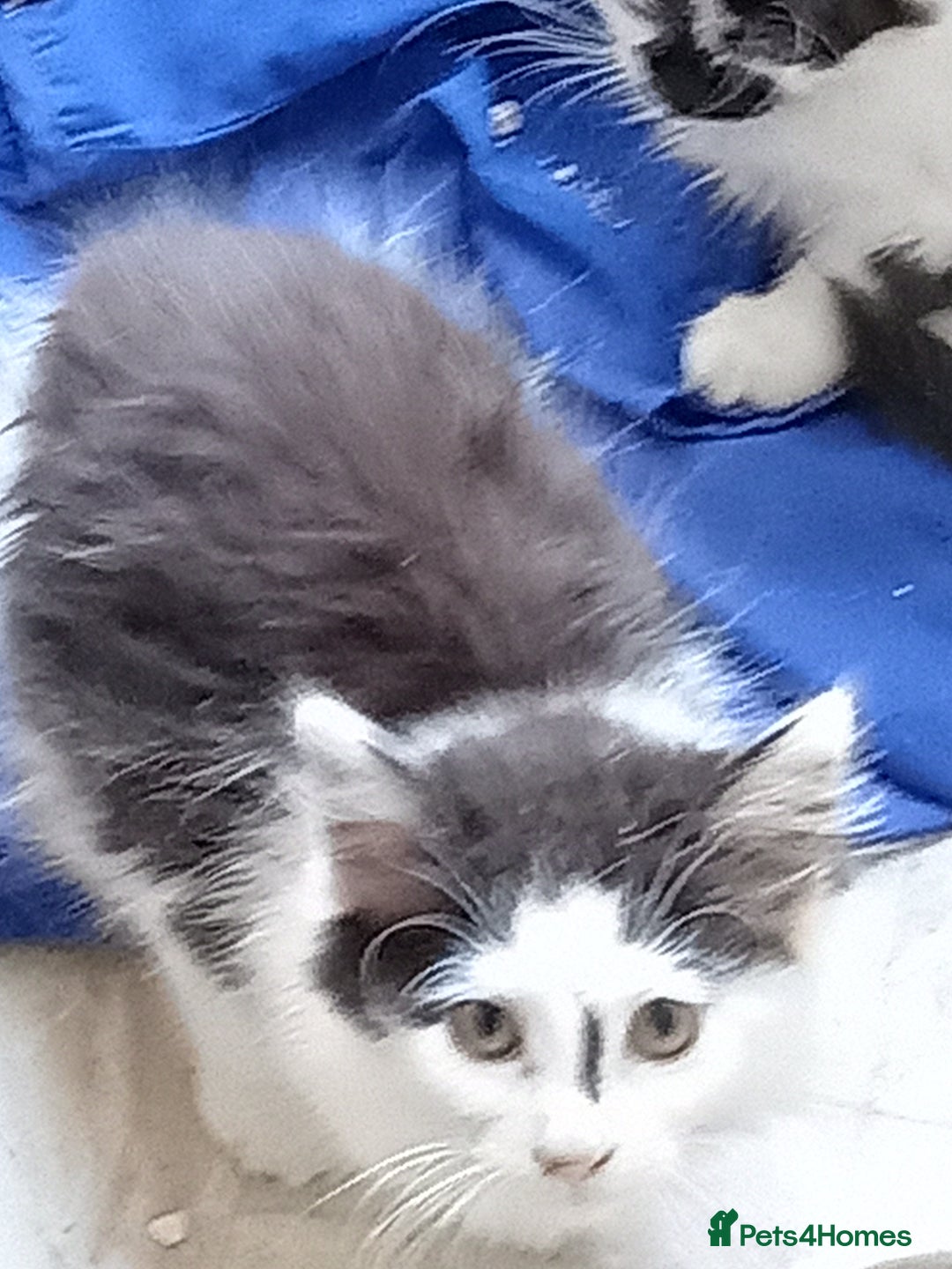 British Longhair cats for sale: two british longhair kittens - Image 2