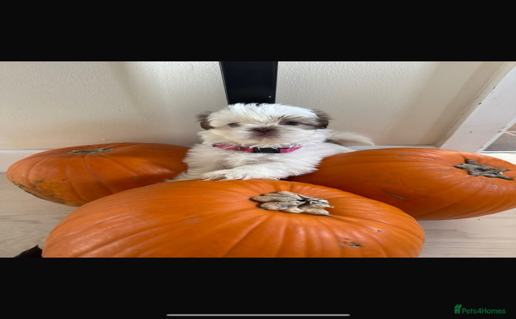 Shih Tzu dogs - Advert 10