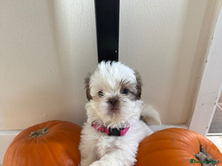 Shih Tzu dogs - Advert 1