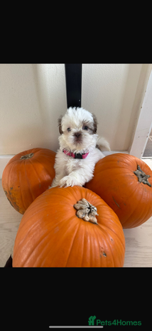 Shih Tzu dogs - Advert 1